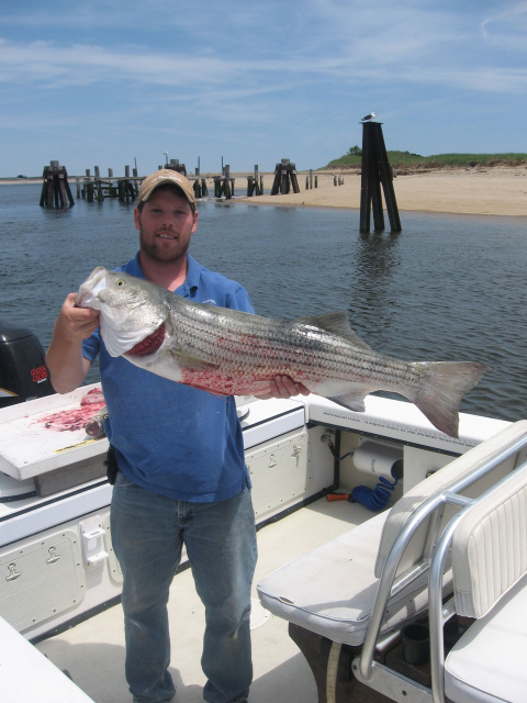 Plum Island striped bass